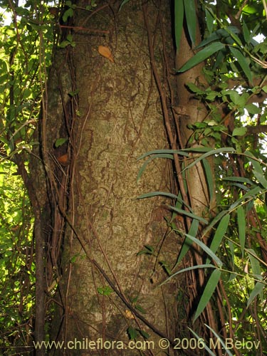 Laureliopsis philippiana的照片